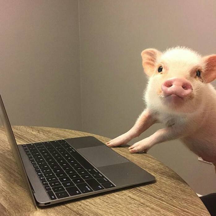小猪coder 1